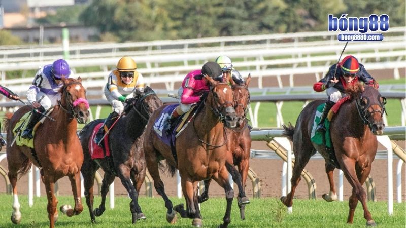 Cá độ đua ngựa - Rinh quà liền tay từng phút giây! Nguyên lý hoạt động của cá độ đua ngựa