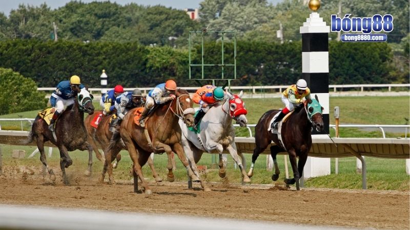 Cá độ đua ngựa - Rinh quà liền tay từng phút giây! Những yếu tố quyết định đến kết quả đua ngựa