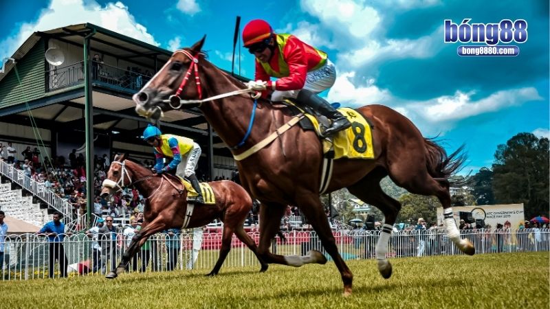 Cá độ đua ngựa - Rinh quà liền tay từng phút giây! Sơ lược về cá độ đua ngựa