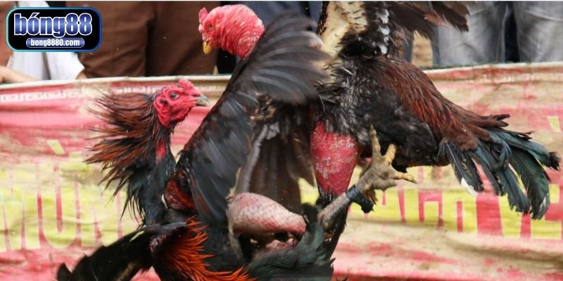 Bí quyết làm cổ gà chọi to, săn chắc và mạnh mẽ từ sư kê Bí quyết làm cổ gà chọi to mang lại nhiều lợi ích