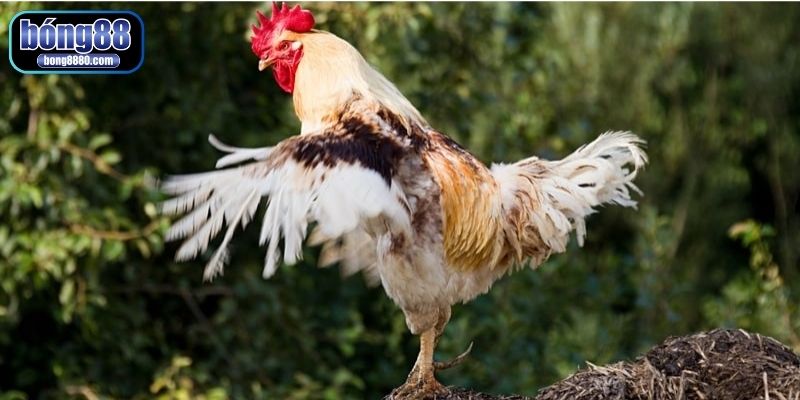 Hướng dẫn cách làm cho gà mau ra cựa từ sư kê khoa học Cách làm cho gà mau ra cựa theo giai đoạn phù hợp