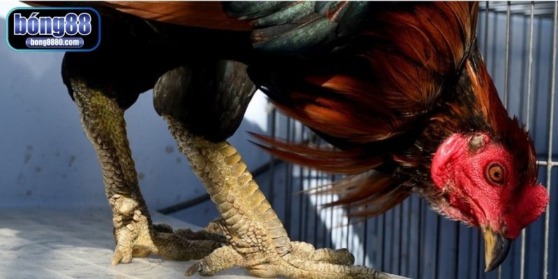 Cách xem vảy gà đá hay