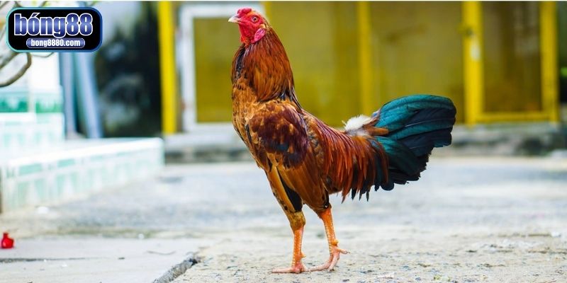 Bí quyết làm cổ gà chọi to, săn chắc và mạnh mẽ từ sư kê Cho gà tắm nắng mỗi ngày để hấp thụ canxi tốt cho cơ cổ