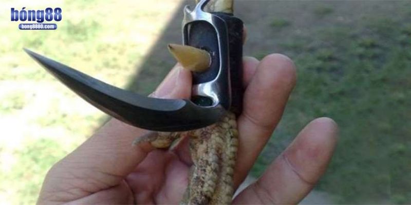 Đá gà cựa dao - Thế giới của tốc độ, máu lửa và tàn khốc Có nhiều loại cựa dao