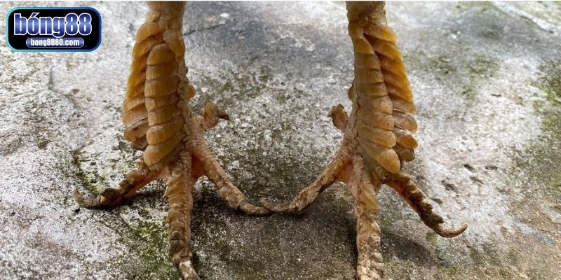 Cựa gà là tiêu chí xác định chiến kê có đá hay hay không