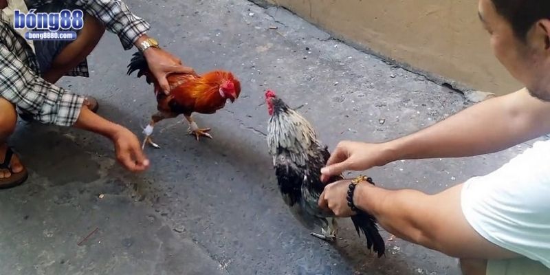 Đá gà cựa dao - Thế giới của tốc độ, máu lửa và tàn khốc Đá gà cựa dao rất kích thích