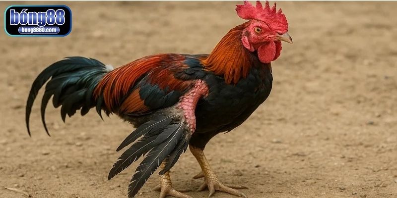 Gà bị suy nhược do nhiều nguyên nhân khác nhau