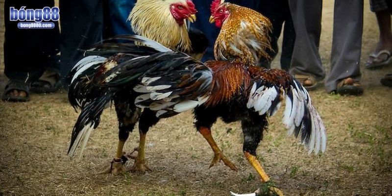 Đá gà cựa dao - Thế giới của tốc độ, máu lửa và tàn khốc Luật chơi rất đơn giản