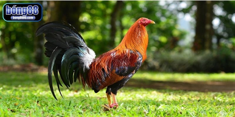 Phục hồi gà bị suy hiệu quả bằng môi trường sống thoải mái