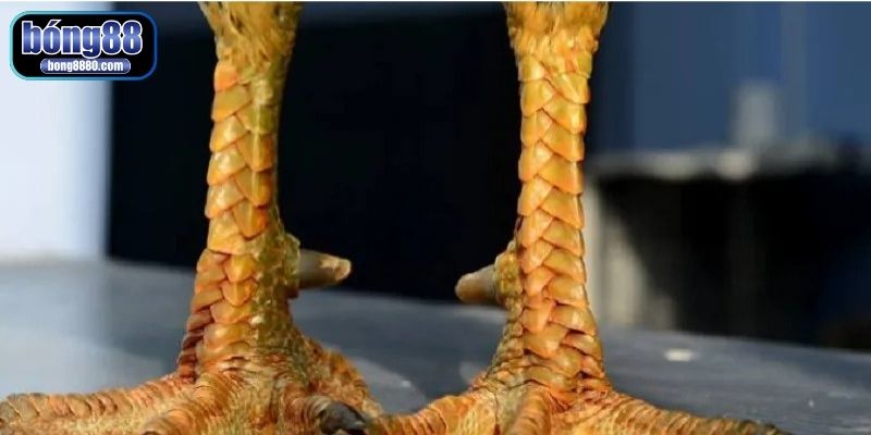 Quan sát hình dáng chân gà để đánh giá một chiến kê