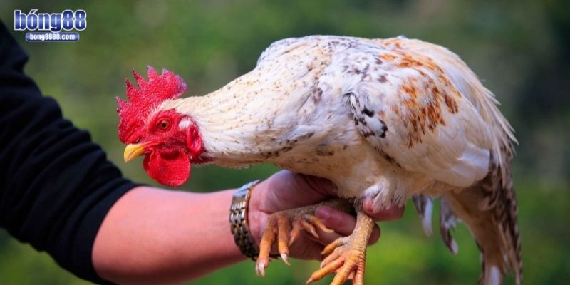 Đá gà cựa dao - Thế giới của tốc độ, máu lửa và tàn khốc Quan sát thể trạng chiến kê