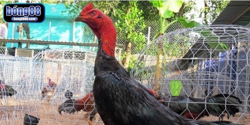 Bí quyết làm cổ gà chọi to, săn chắc và mạnh mẽ từ sư kê Sử dụng các bài thuốc dân gian để làm cổ gà chọi to