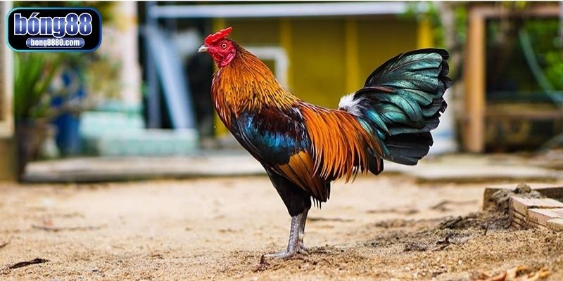 Hướng dẫn cách làm cho gà mau ra cựa từ sư kê khoa học Theo dõi sức khoẻ chiến kê định kỳ khi đang ra cựa